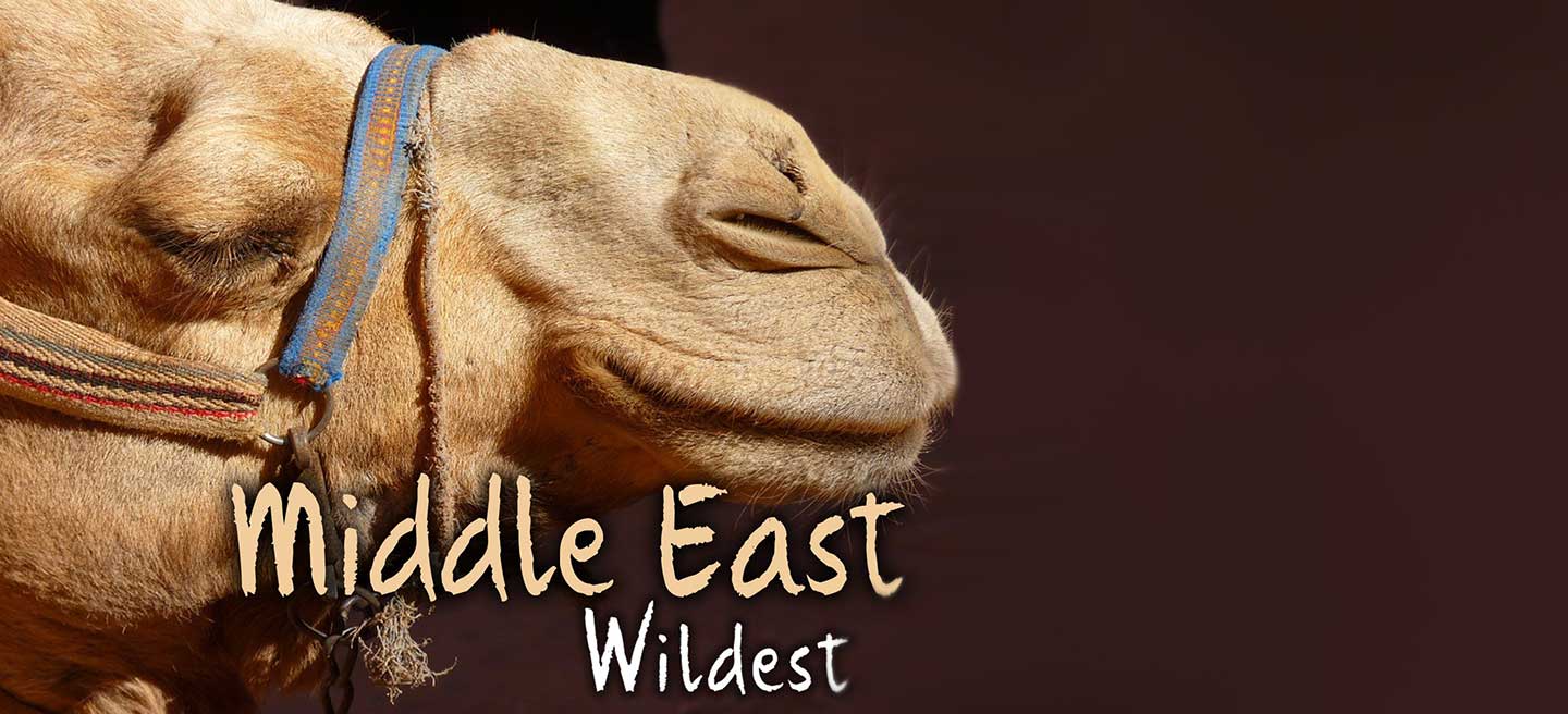 حیات وحش خاورمیانه