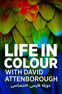  دانلود سریال زندگی رنگی - Life in Colour