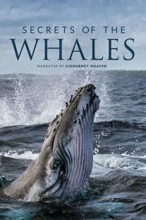 دانلود سریال اسرار نهنگ ها - Secrets of the Whales