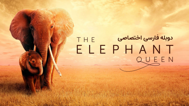 ملکه فیل
