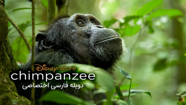 شامپانزه
