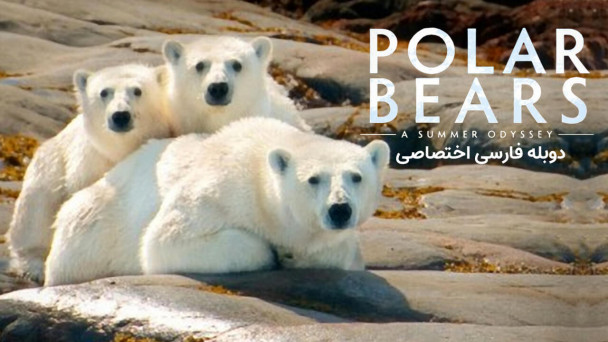خرسهای قطبی: یک ادیسه تابستانی